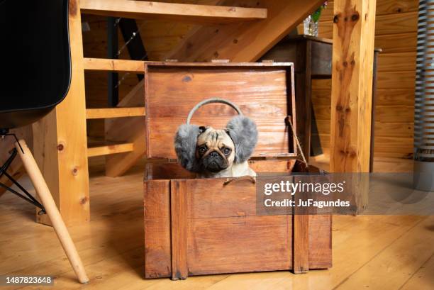 mopshund im kofferraum mit kopfhörer - ohrenschützer stock-fotos und bilder