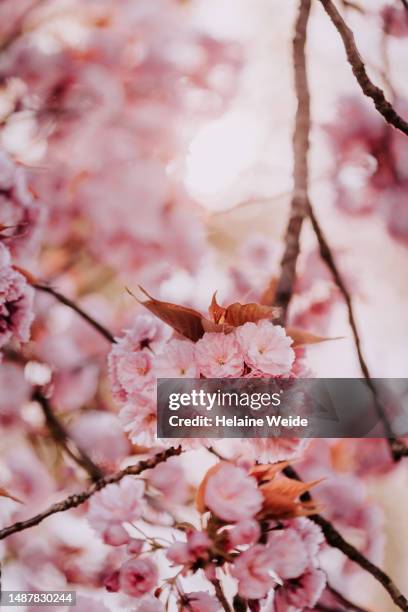 Blossom Tree High-Res Stock Photo