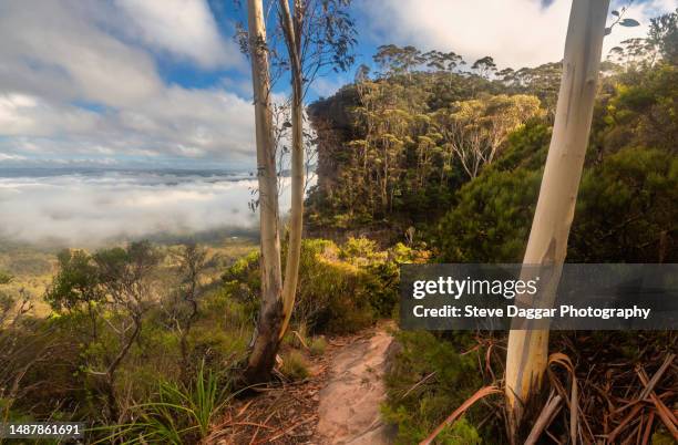 misty hiking trail - katoomba falls stock pictures, royalty-free photos & images