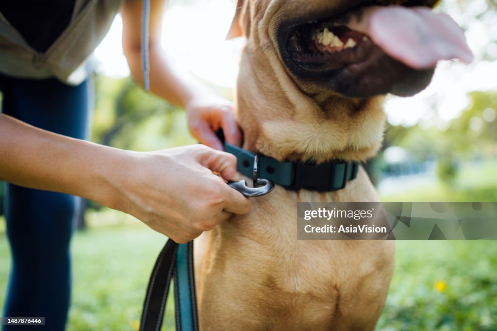 Nahaufnahme einer Tierbesitzerin, die ihrem Hund ein Geschirr anlegt, den Gurt im Freien im Park anschnallt und sich auf einen Spaziergang vorbereitet