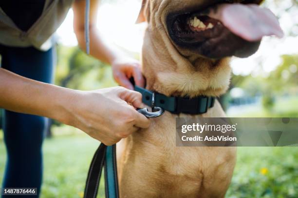 primo piano di una proprietaria di un animale domestico femmina che mette un'imbracatura sul suo cane da compagnia, allaccia la cinghia all'aperto nel parco, preparandosi per una passeggiata - guinzaglio per animale foto e immagini stock