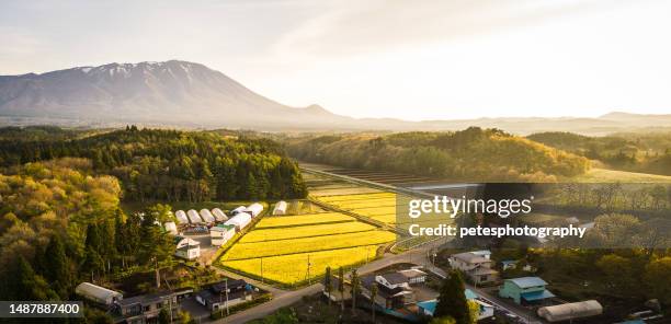 vista aérea de los campos de flores de canola al amanecer - prefectura de iwate fotografías e imágenes de stock