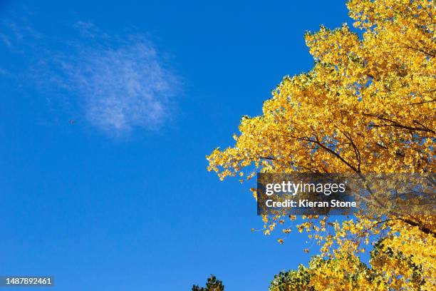 autumn maple tree and blue sky - arrowtown foto e immagini stock
