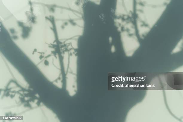 shadow of tree on the glass wall. - dappled sunlight stock pictures, royalty-free photos & images