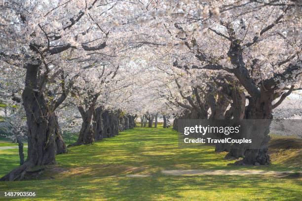 cherry blossom trees in spring in goryokaku park, hakodate, hokkaido, japan. sakura flowers of pink color on sunny. beautiful nature spring background with a branch of blooming sakura. - japanese cherry blossom wallpaper stock-fotos und bilder