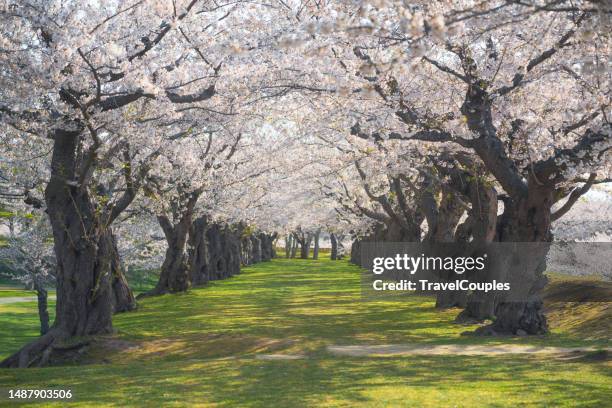 cherry blossom trees in spring in goryokaku park, hakodate, hokkaido, japan. sakura flowers of pink color on sunny. beautiful nature spring background with a branch of blooming sakura. - cerezo fotografías e imágenes de stock