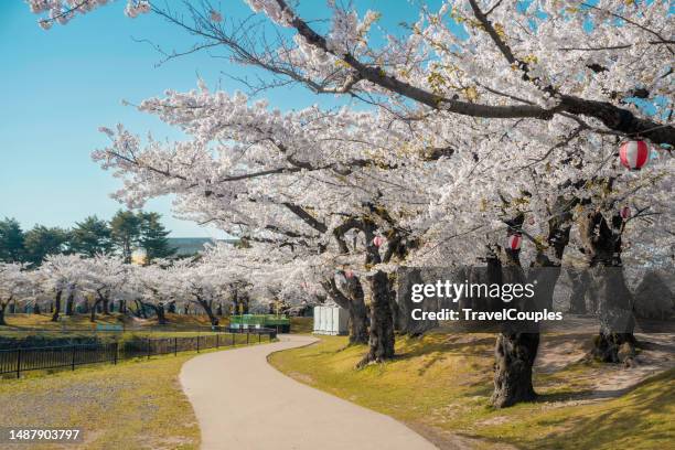 cherry blossom trees in spring in goryokaku park, hakodate, hokkaido, japan. sakura flowers of pink color on sunny. beautiful nature spring background with a branch of blooming sakura. - cherry blossom japan stock pictures, royalty-free photos & images