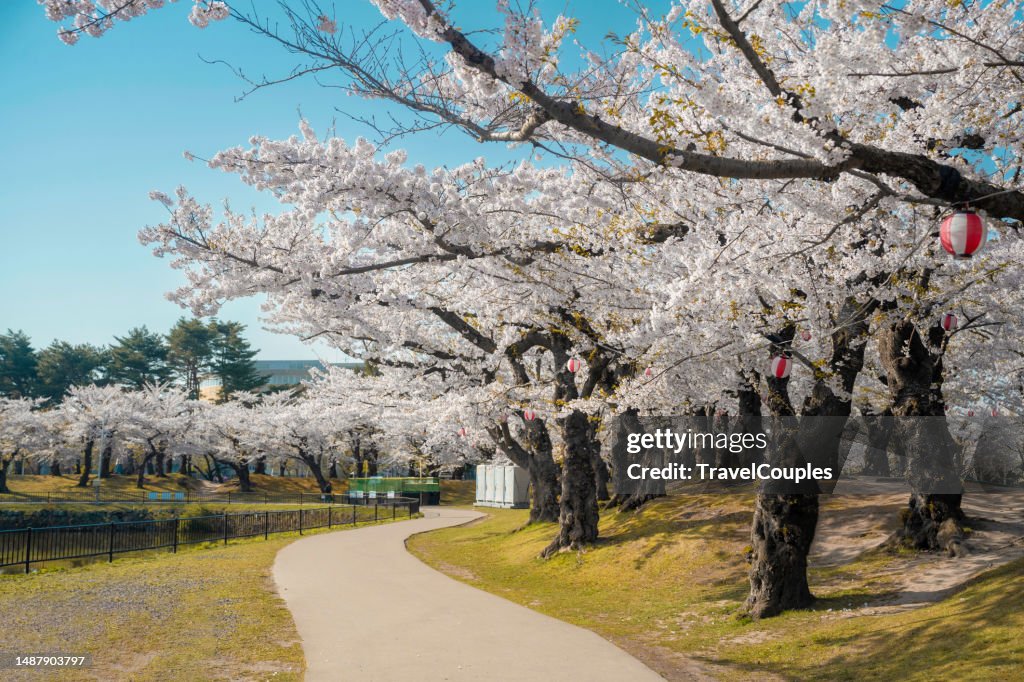 Cherry blossom trees in spring in Goryokaku Park, Hakodate, Hokkaido, Japan. Sakura flowers of pink color on sunny. Beautiful nature spring background with a branch of blooming sakura.