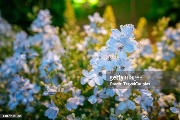 blooming delphinium (candle delphinium, english larkspur, tall larkspur) delphinium blue grows in the garden. beautiful blooming delphinium in sunny - riddarsporresläktet bildbanksfoton och bilder
