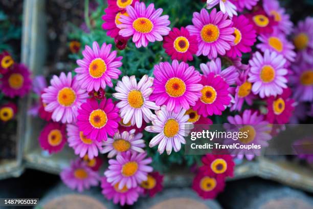 rock daisy or brachyscome angustifolia. wild purple daisy flowers growing on meadow. gardening concept. - aster stock pictures, royalty-free photos & images