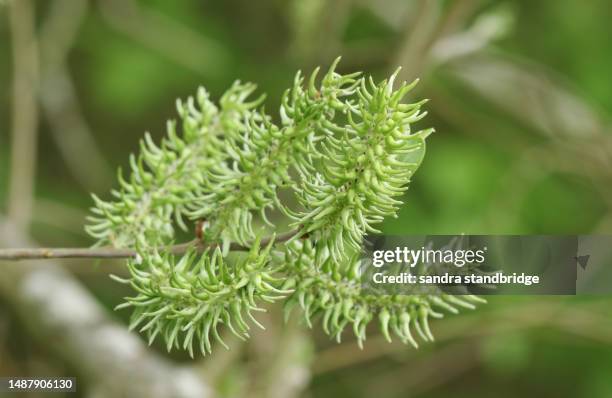 the flowers of a goat willow tree, salix caprea, in springtime. - weidekätzchen stock-fotos und bilder