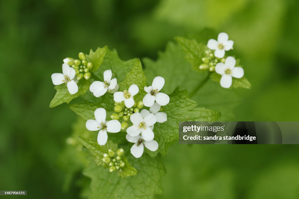 A flowering Garlic Mustard plant, Alliaria petiolata, in springtime.