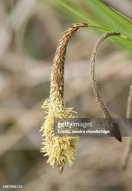 the flower of a pendulous sedge plant, carex pendula, growing at the edge of a pond. - cyperaceae stock pictures, royalty-free photos & images
