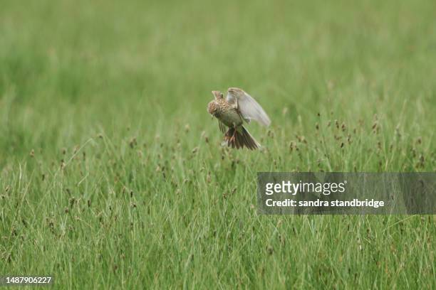 a skylark, alauda arvensis, hovering just above the grass not far from where it is nesting. - alauda arvensis stock pictures, royalty-free photos & images
