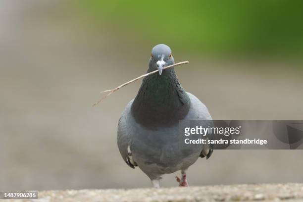 a  feral pigeon (columba livia) walking on a road with a stick in its beak to make its nest. - pidgeon stock pictures, royalty-free photos & images