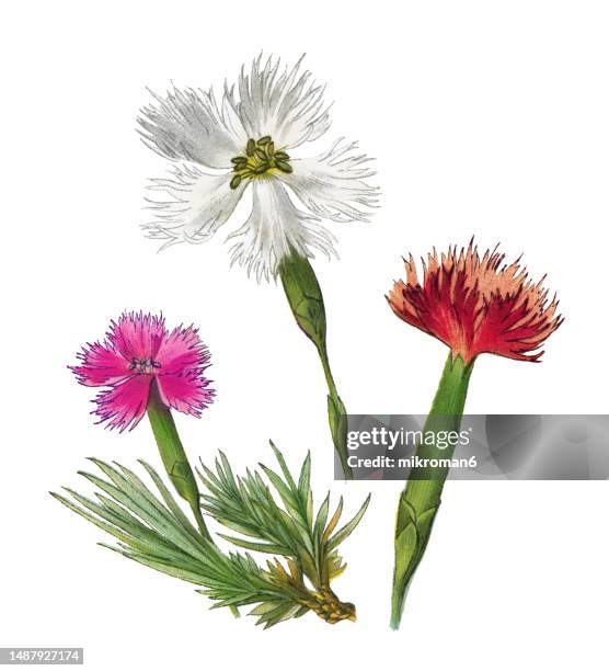 old chromolithograph illustration of botany, common pink, garden pink, wild pink (dianthus plumarius) - flower arrangement carnation stock pictures, royalty-free photos & images