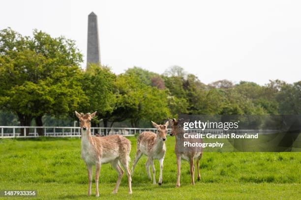 wellington monument & dublin deer - phoenix park dublin stock pictures, royalty-free photos & images