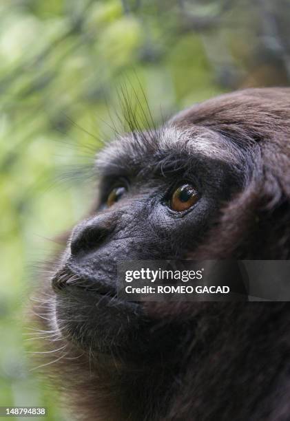 To go with AFP story Indonesia-France-environment-animal,FEATURE by Loic Vennin This photograph taken on June 4, 2012 shows a rescued gibbon monkey...