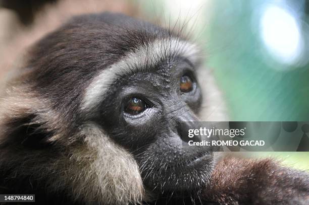 To go with AFP story Indonesia-France-environment-animal,FEATURE by Loic Vennin This photograph taken on June 4, 2012 shows a rescued gibbon monkey...