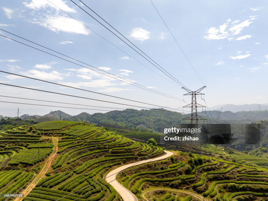Alpine tea plantations and transmission towers
