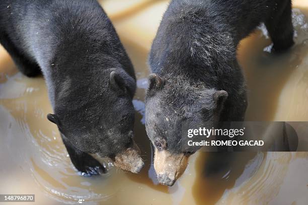 To go with AFP story Indonesia-France-environment-animal,FEATURE by Loic Vennin This photograph taken on June 6, 2012 shows two rescued sunbears...