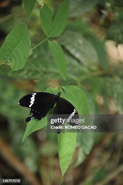 To go with AFP story Indonesia-France-environment-animal,FEATURE by Loic Vennin This photograph taken on June 4, 2012 shows a butterfly resting on a...