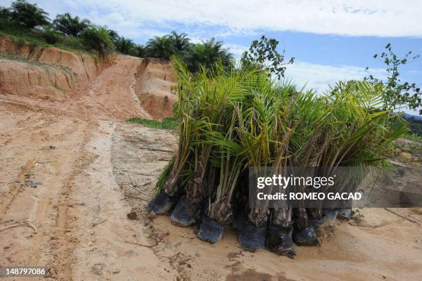 Indonesia-France-environment-animal,FEATURE by Loic Vennin This photograph taken on June 5, 2012 shows a batch of palm oil tree seedlings prior to...