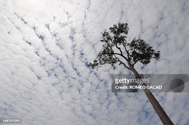 Indonesia-France-environment-animal,FEATURE by Loic Vennin This photograph taken on June 5, 2012 shows the only tree remaining on a newly developed...