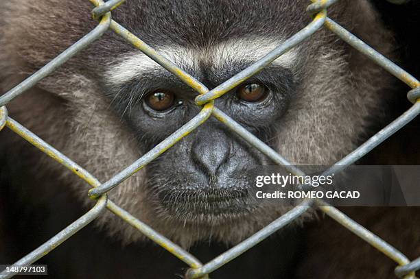 To go with AFP story Indonesia-France-environment-animal,FEATURE by Loic Vennin This photograph taken on June 4, 2012 shows a rescued gibbon monkey...