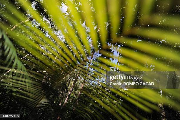 To go with AFP story Indonesia-France-environment-animal,FEATURE by Loic Vennin This photograph taken on June 7, 2012 shows a general view of the...