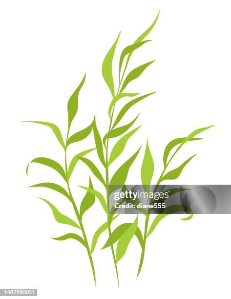 stockillustraties, clipart, cartoons en iconen met marsh weeds on a transparent background - riet-grassenfamilie