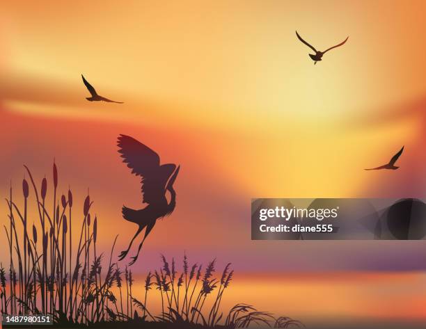 sunset marsh with a blue heron and seagulls - marsh stock illustrations