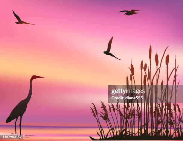 stockillustraties, clipart, cartoons en iconen met sunset marsh scene with a blue heron and seagulls - moeras