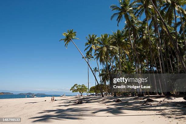 beach and palm trees. - puntarenas stock pictures, royalty-free photos & images