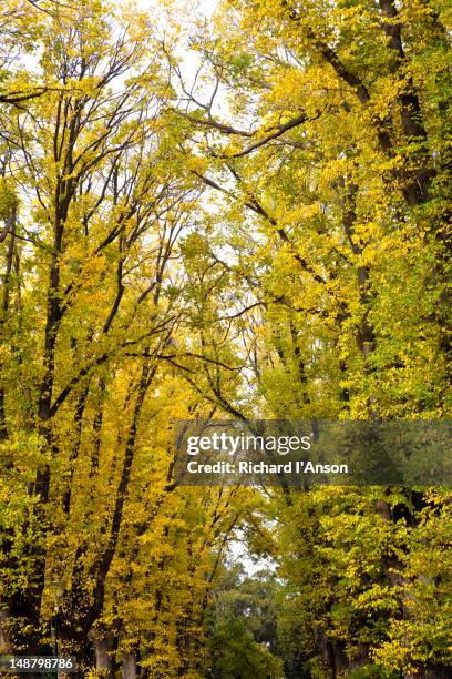 avenue of english elm (ulmus procera) trees in fitzroy gardens in autumn. - elm tree stock pictures, royalty-free photos & images