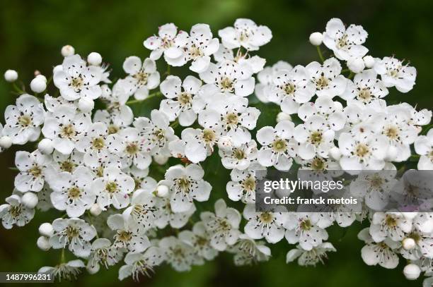 hawthorn flowers - hawthorns stock-fotos und bilder