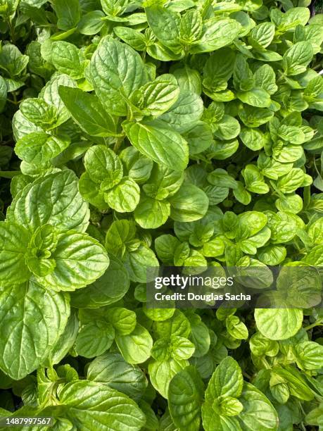 oregano plant in a herb garden - origano foto e immagini stock