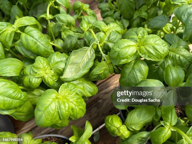 basil plant, common herb - herb garden stock pictures, royalty-free photos & images