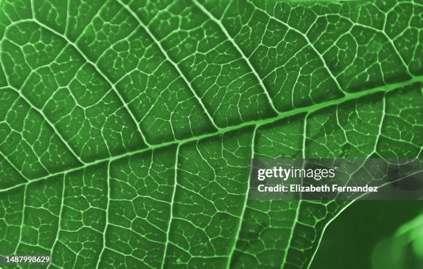 macrophotography of loquat leaf - inzoomen stockfoto's en -beelden