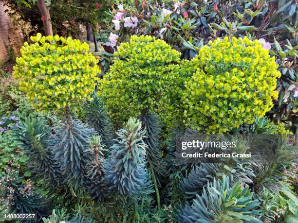 cliff spurge (euphorbia characias) - euphorbiaceae stock pictures, royalty-free photos & images