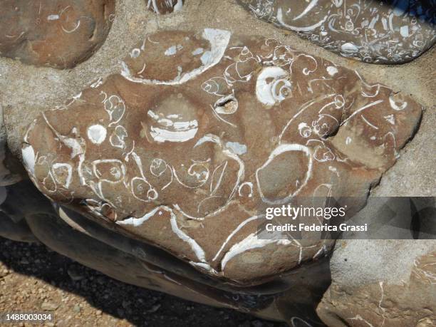 fossil seashells, año nuevo state park - año nuevo stock pictures, royalty-free photos & images