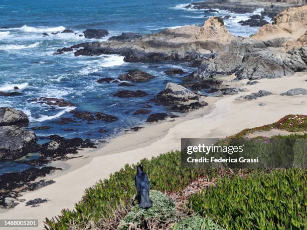 brewer's blackbird (euphagus cyanocephalus) at bodega bay - pacific ocean perch stock pictures, royalty-free photos & images