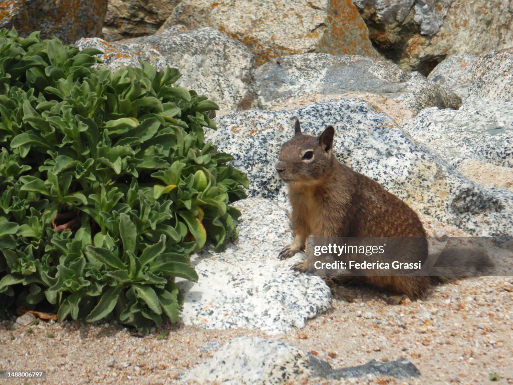 Squirrel On The 17-Mile Drive, Monterey, California