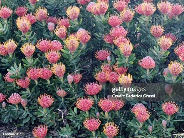 pincushion "california sunshine" (leucospermum, protaceae) - protea stock pictures, royalty-free photos & images