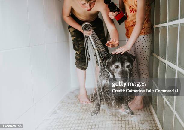 two children wash their old dog in the shower - messy dog stockfoto's en -beelden