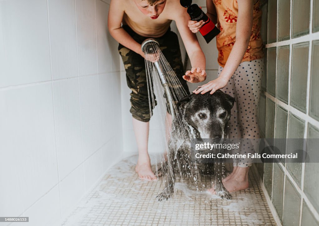 Two children wash their old dog in the shower