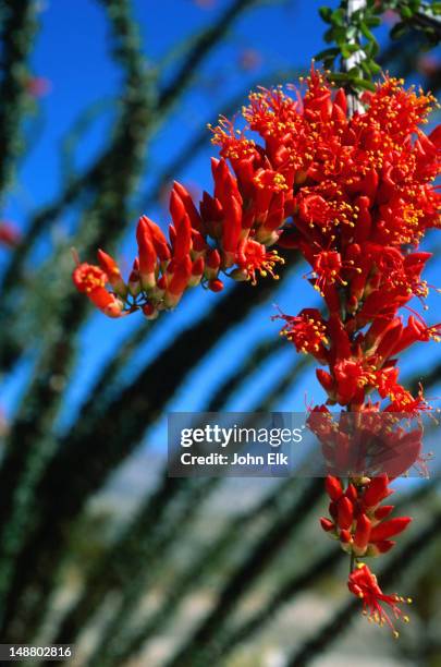 Ocotillo In Bloom Ocotillo Photos and Premium High Res Pictures - Getty Images