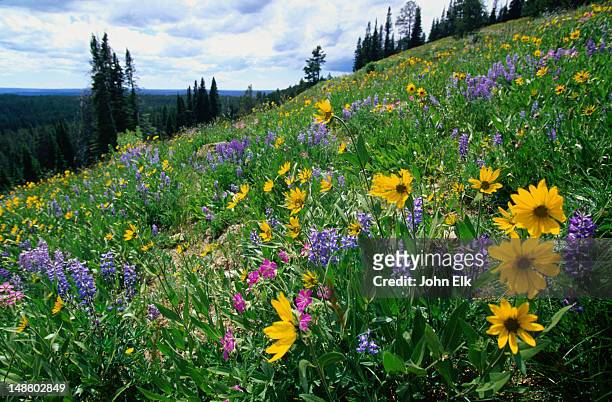 blue lupins and heartleaf arnica: blue and yellow wildflowers - yellowstone national park, wyoming - arnica foto e immagini stock