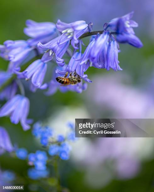 close-up of a hyacinth with dusting bee - blue flower fotografías e imágenes de stock