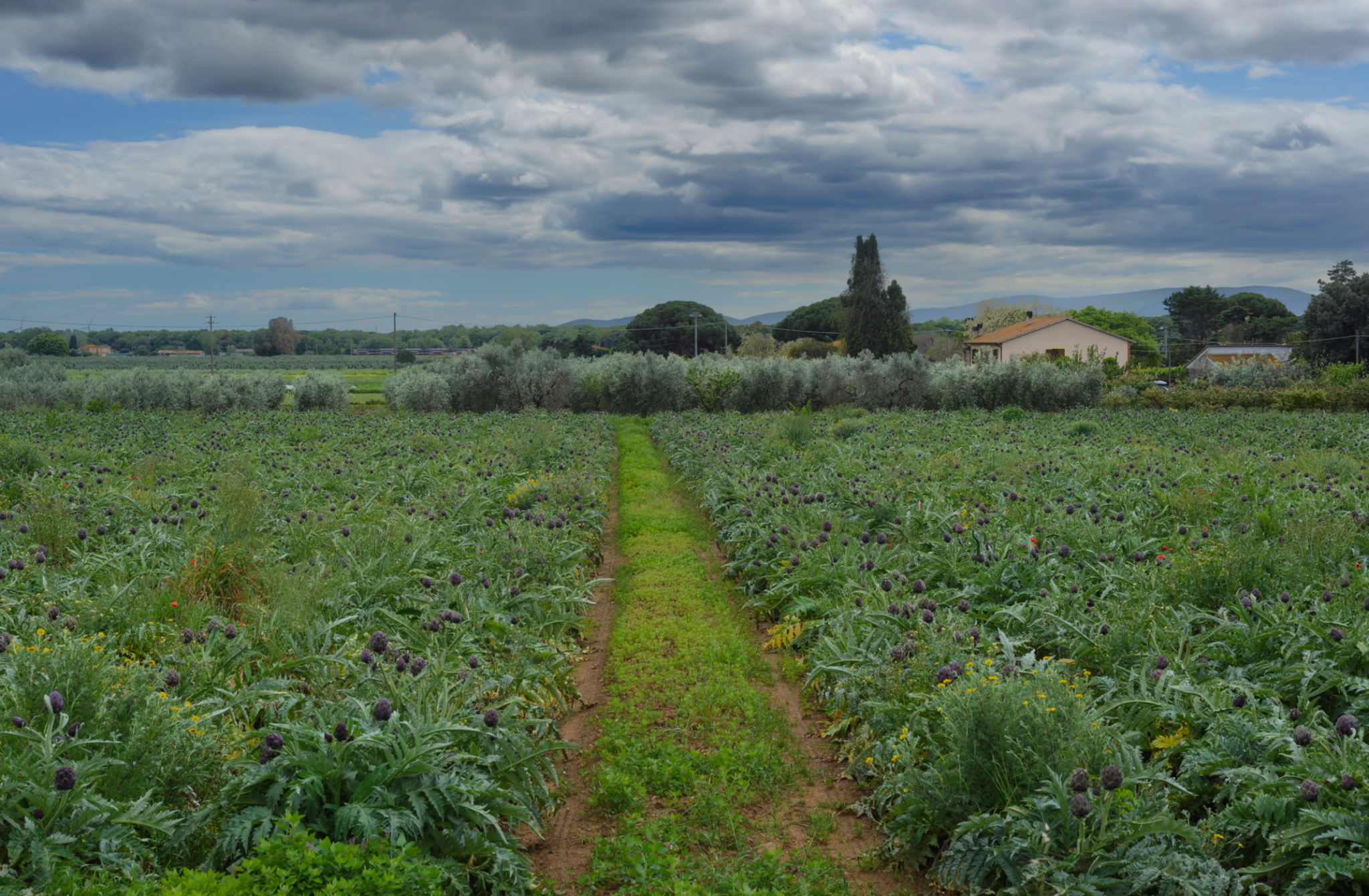 spring vegetables Tuscany